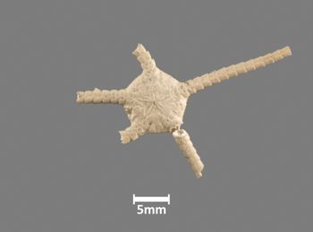 Media type: image;   Invertebrate Zoology OPH-441 Aspect: ventral